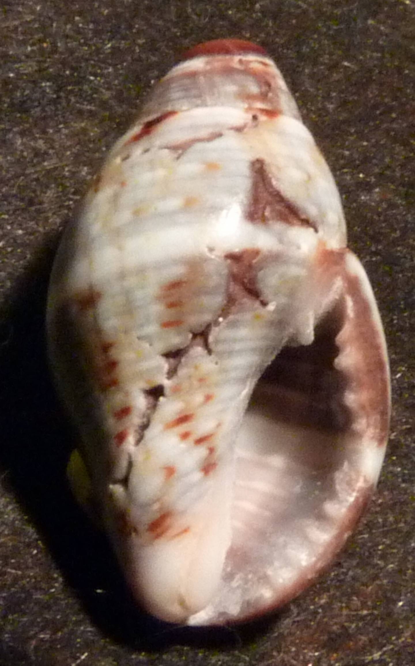 Buccinidae Pisania striata ?